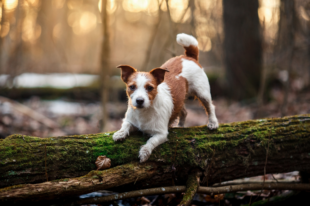 21 Jack Russell Terrier Mixes (With Pictures)