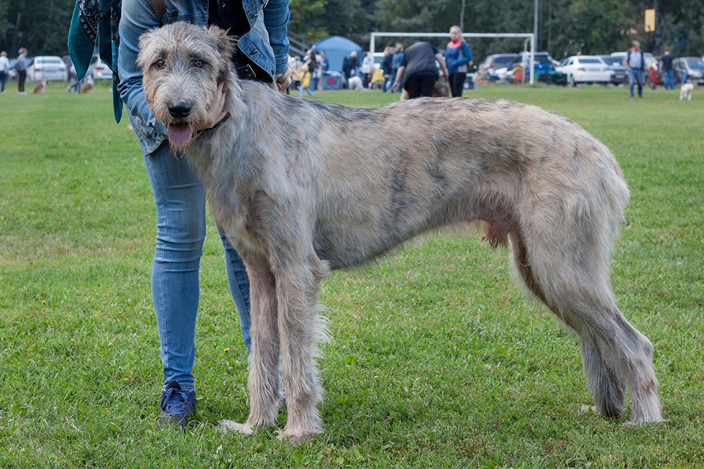 Large irish wolfhound dog at the park with his owner