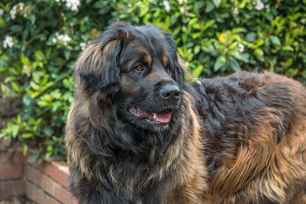 leronberger dog up close
