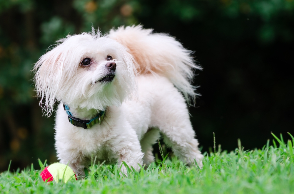 Malti-Poo (Maltese & Miniature Poodle Mix): Info, Pictures, Care & More