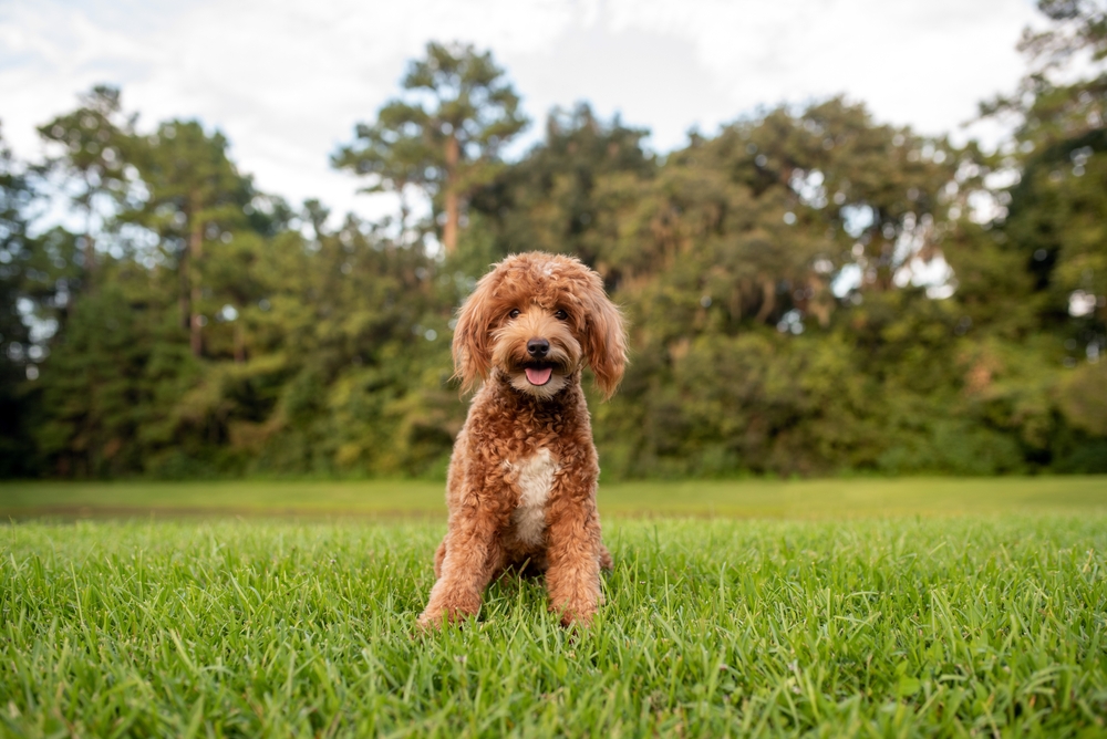 9 Vet-Verified Mini Goldendoodle Pros & Cons: Considerations Before Bringing One Home