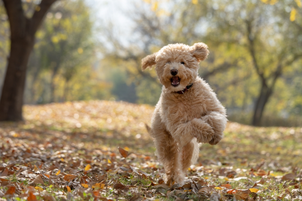 mini goldendoodle playing outdoors