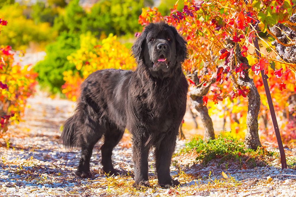 Do Newfoundland Dogs Shed a Lot? Vet-Reviewed Grooming Needs & Care Tips