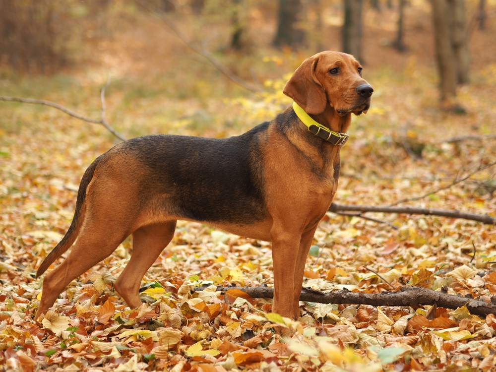 Polish Hound Dog Breed: Info, Pictures, Care & More — Dogster