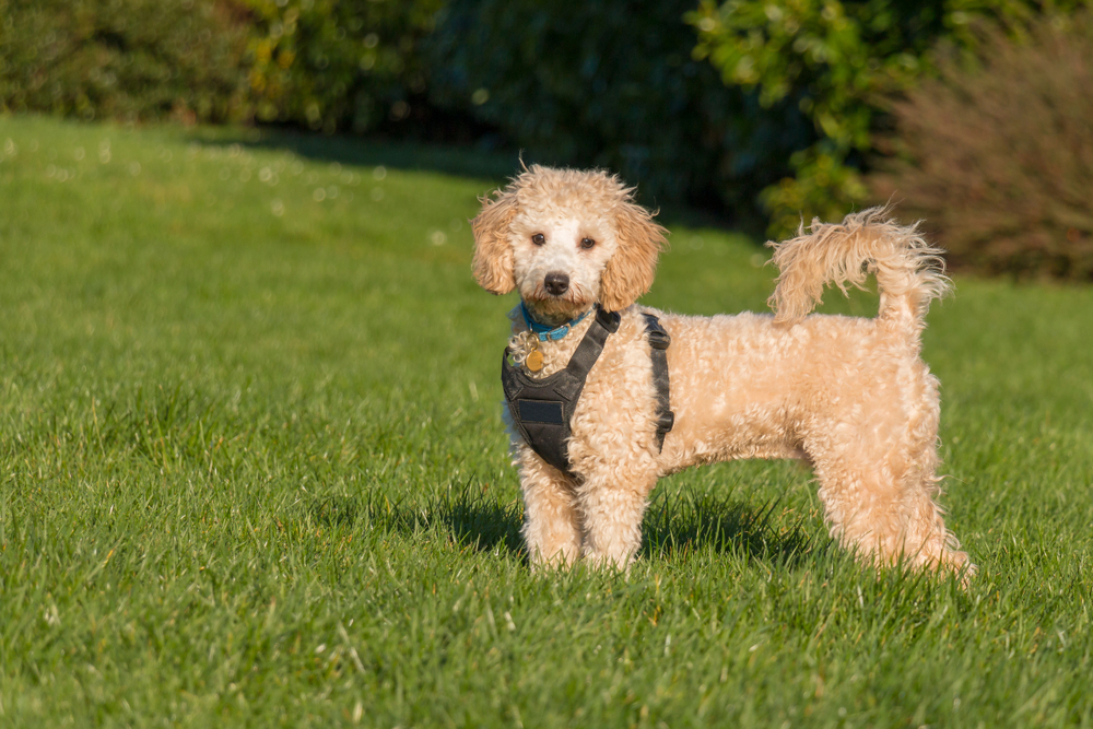 Poochon (Poodle Bichon Frise Mix): Info, Pictures, Care & More