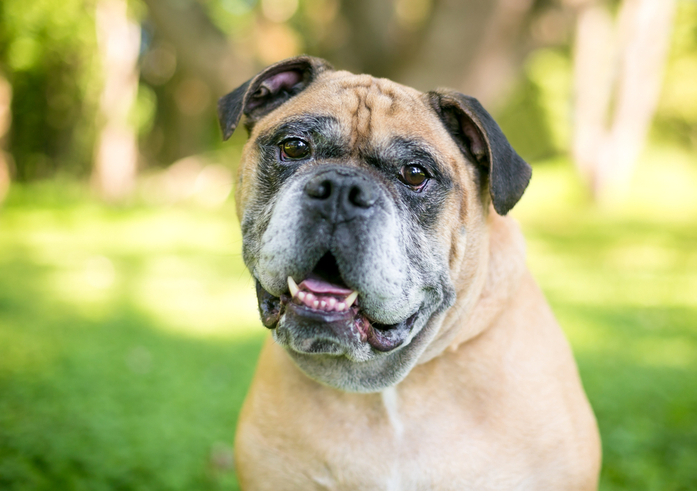 Victorian Bulldog Dog Breed: Info, Pictures, Care & More