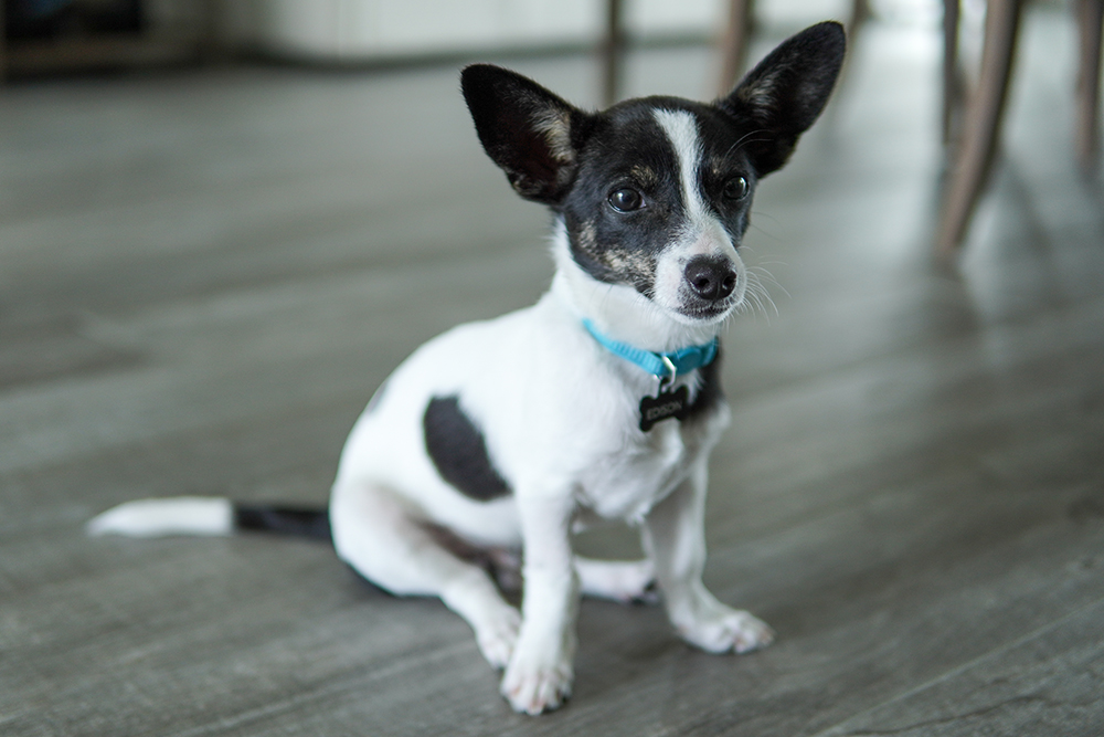 Rat-Cha Dog Breed: Info, Pictures, Temperament & Care Guide