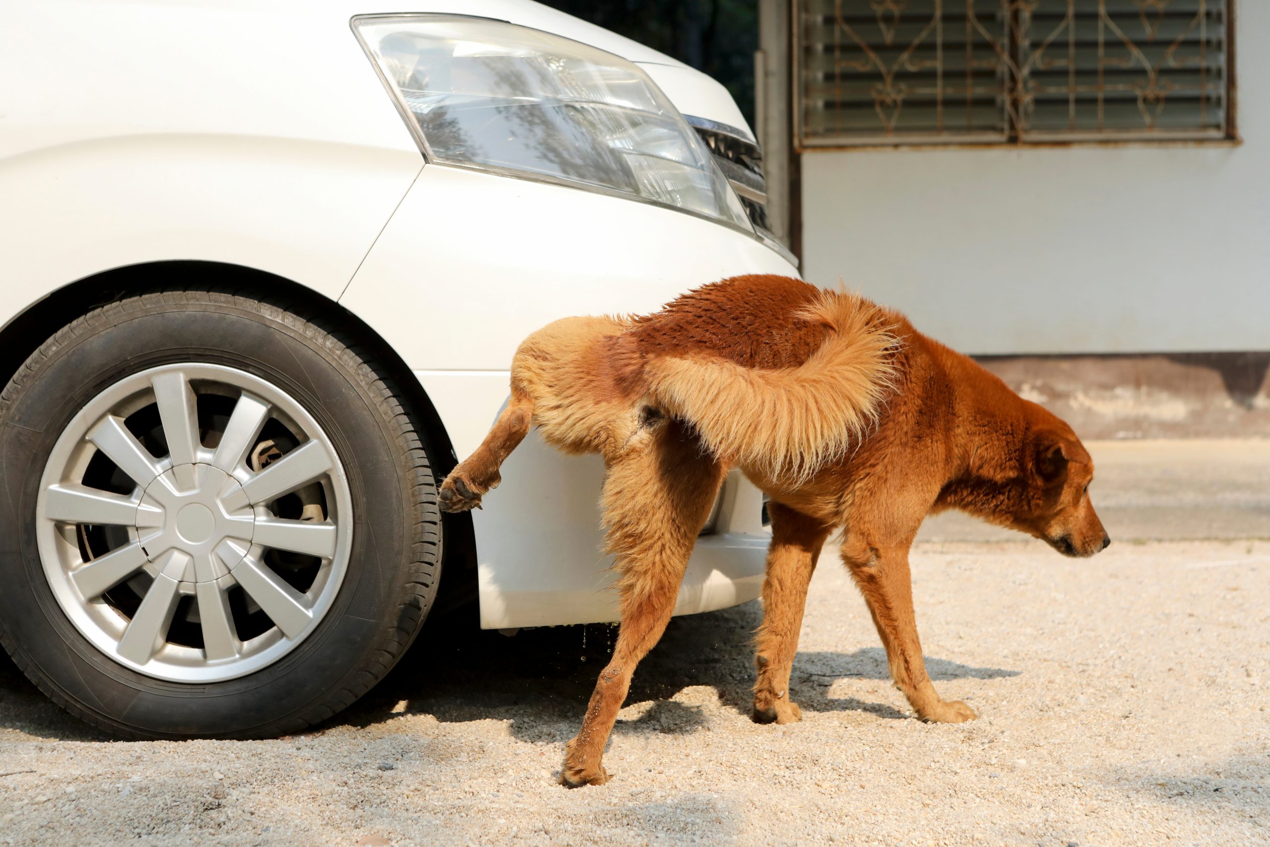 red brown dog urinating on front of white car