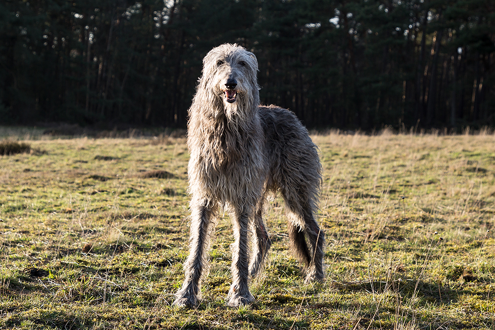 scottish deerhound dog at the park during sunset
