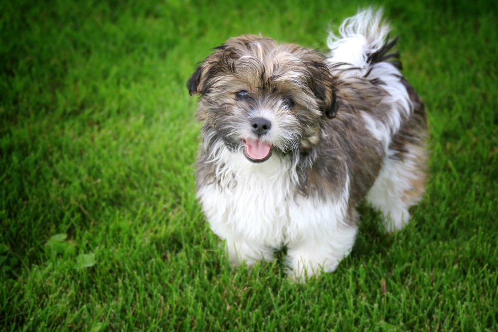 Shichon (Bichon Frise & Shih Tzu Mix) Dog Breed: Info, Pictures, Care & More