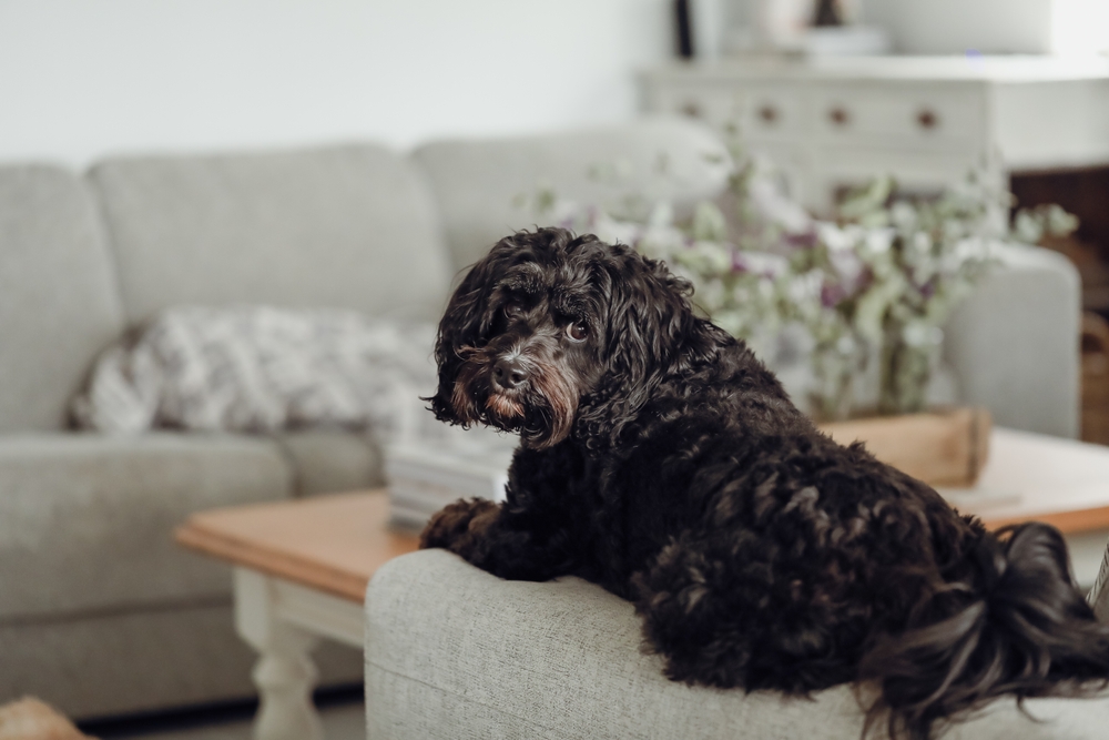 Black Cavoodle small cross breed dog sitting on furniture indoors at home