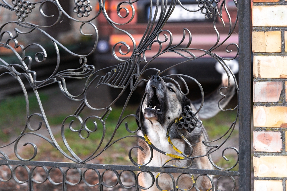Frustration-Elicited Aggression in Dogs: Vet-Verified Info & How to Stop it