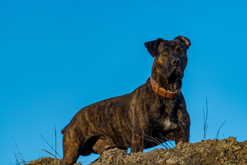 Alano Español Dog Breed: Info, Pictures, Care, Temperament & Traits