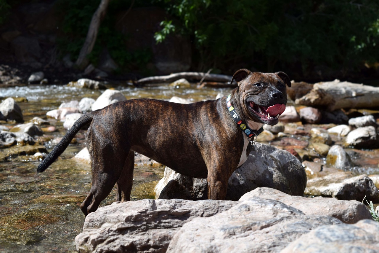 Irish Staffordshire Bull Terrier Dog Breed: Info, Pictures, Care & More