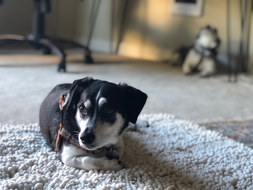 Bo-Dach (Boston Terrier & Dachshund Mix): Info, Pictures, Care & More