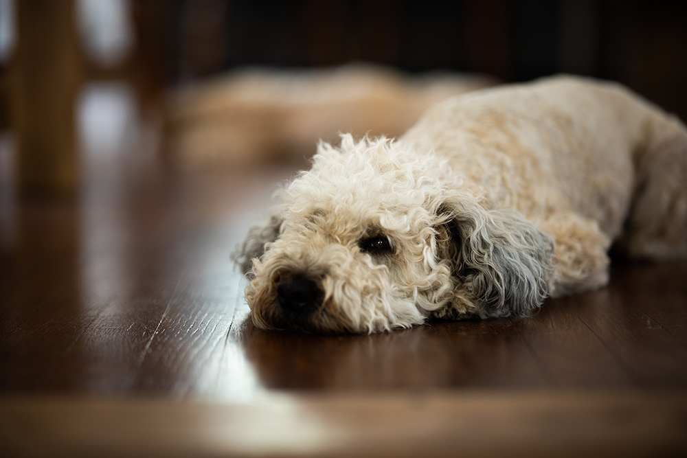 Whoodle (Soft-Coated Wheaten Terrier & Poodle Mix): Info, Pictures & Care