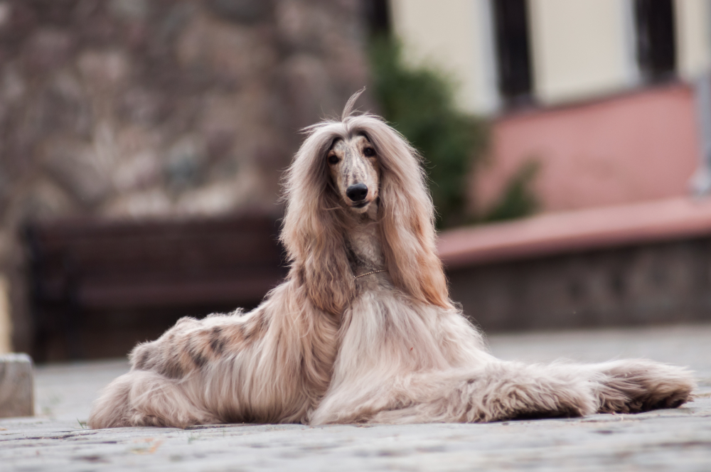 Afghan Hound lying on the ground