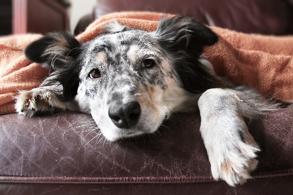 an older sick dog lying down