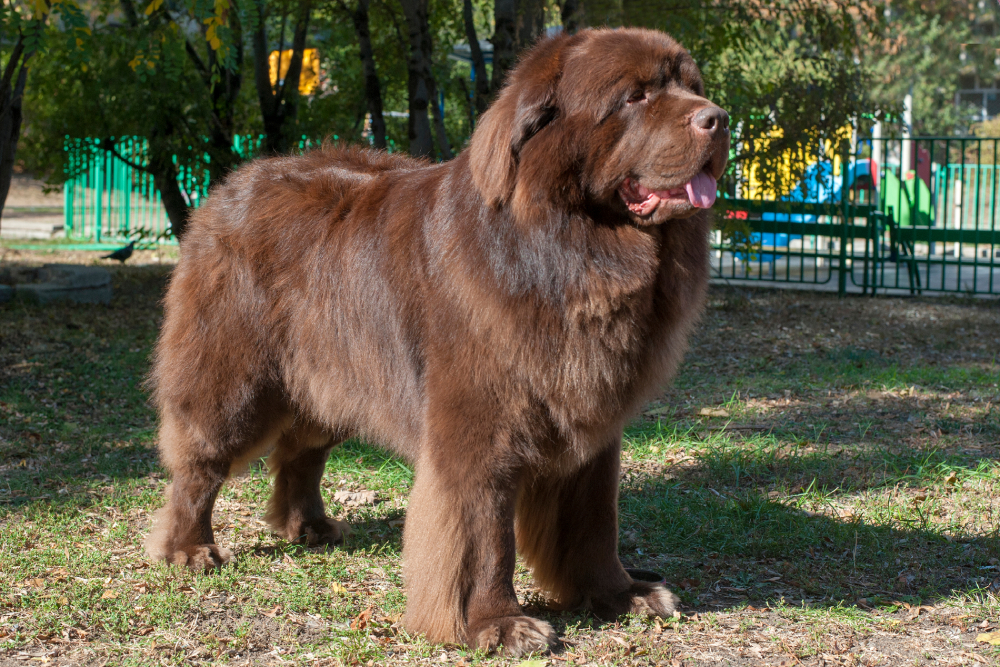 How Big Do Newfoundland Dogs Get? Average Weight & Growth Chart