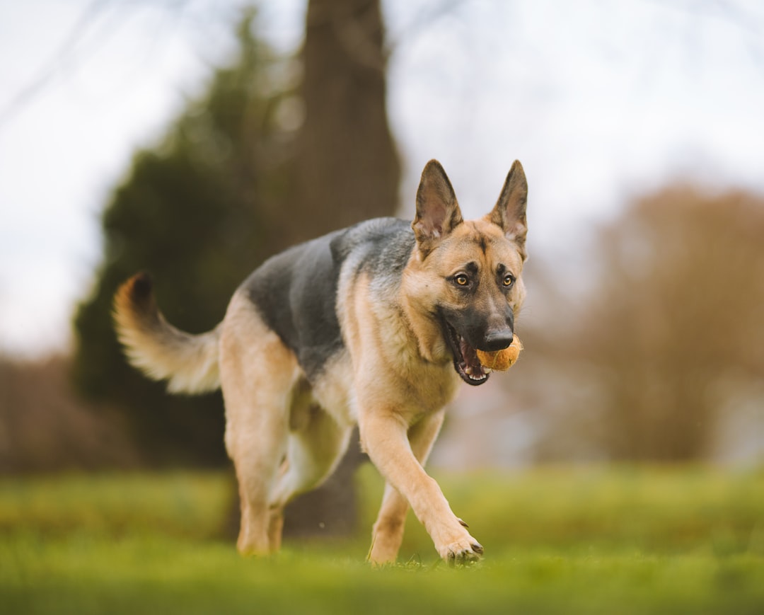 black and tan German Shepherd playing with a ball dog toy
