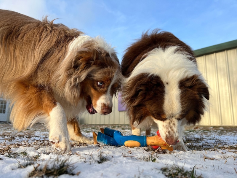 dogs playing squeky toy outdoor