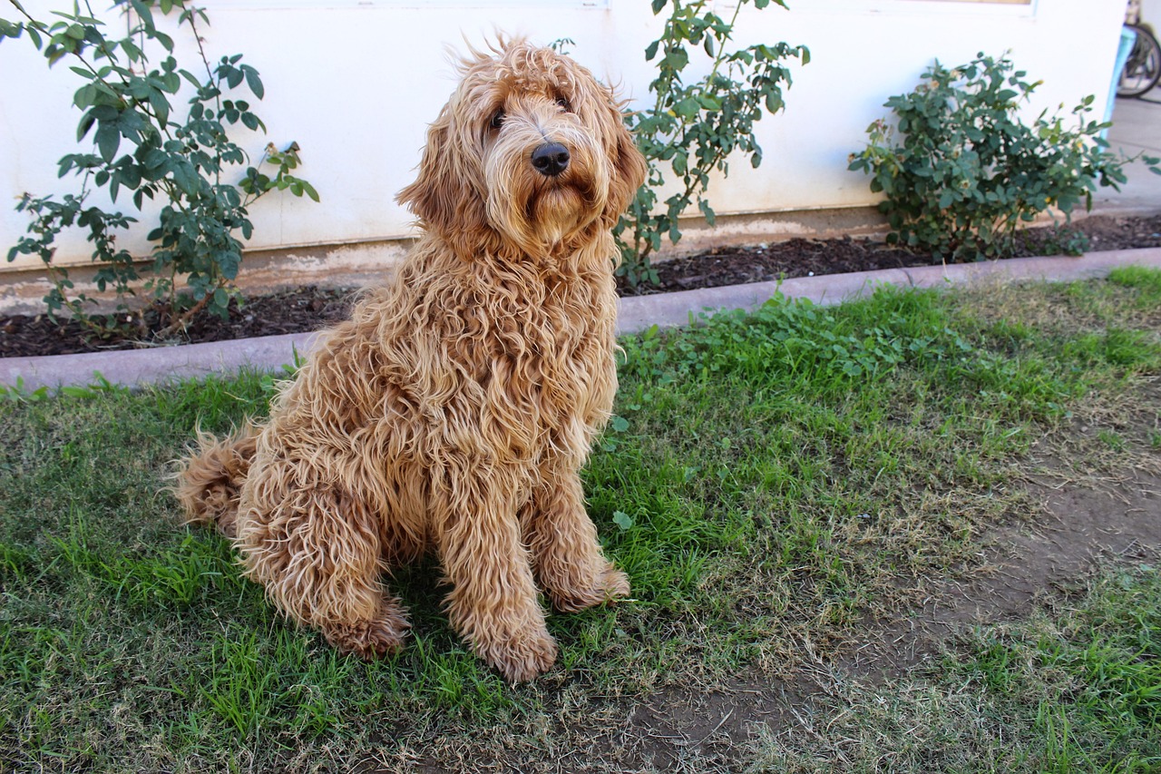 15 Vet-Reviewed Pros & Cons of Having a Labradoodle (Lifestyle Fit & FAQ)