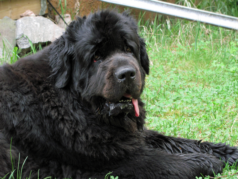 Do Newfoundland Dogs Like Water & How Well Can They Swim? Facts & FAQ