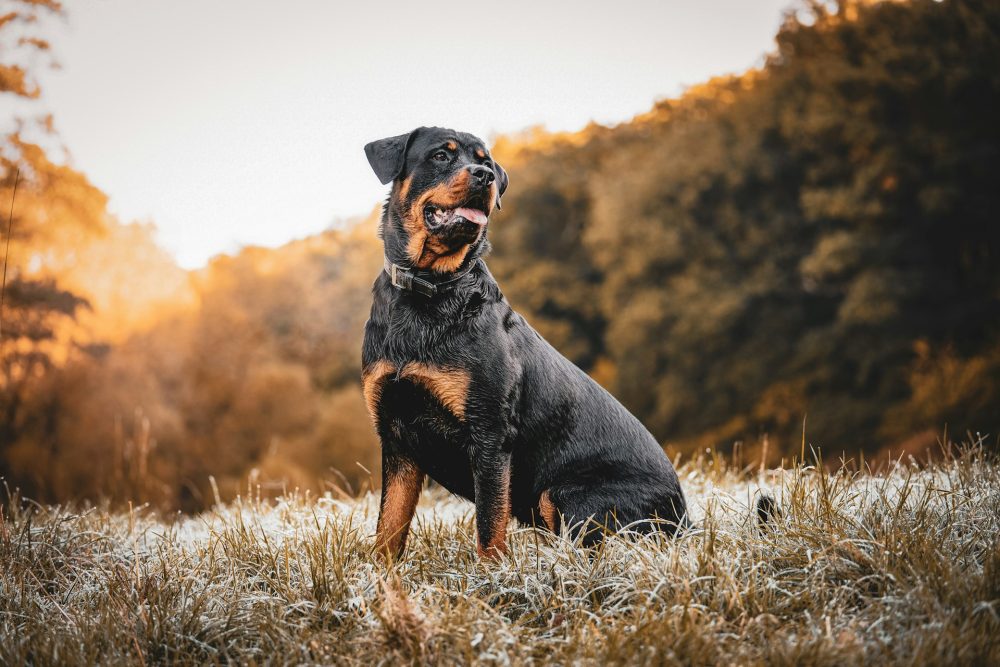 rottweiler dog sitting on the grass outdoors