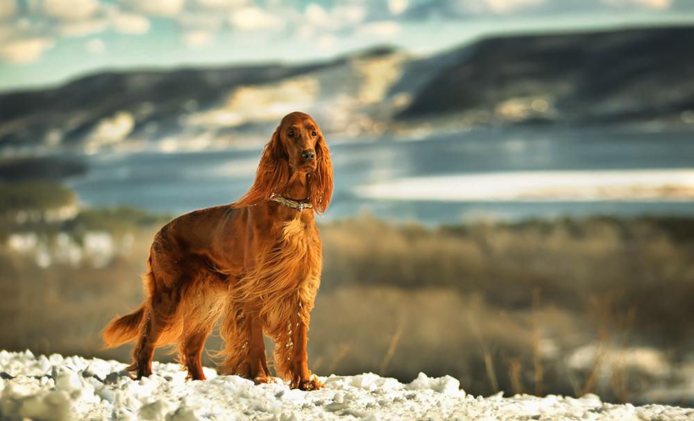 10 Red Dog Breeds: Big, Small & Fluffy (With Info & Pictures)