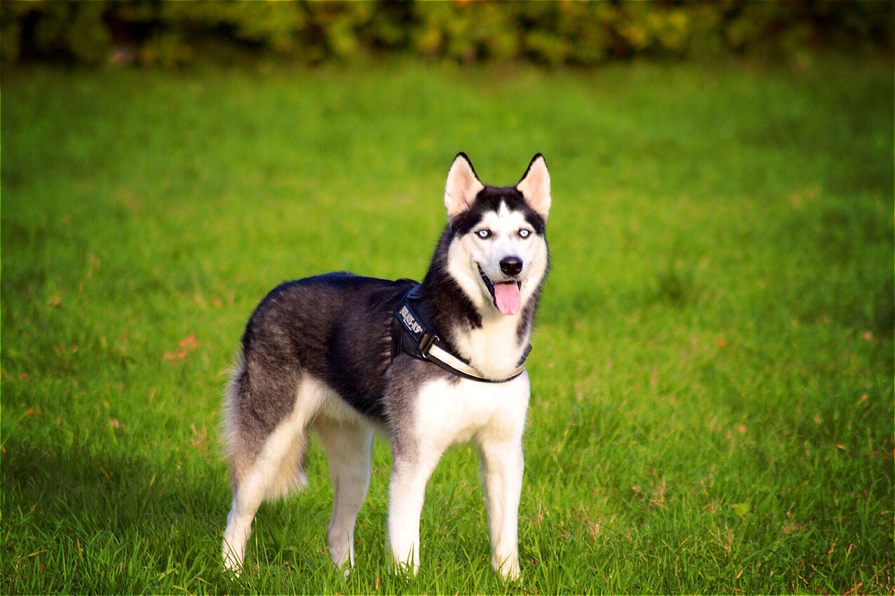 siberian husky standing on grass