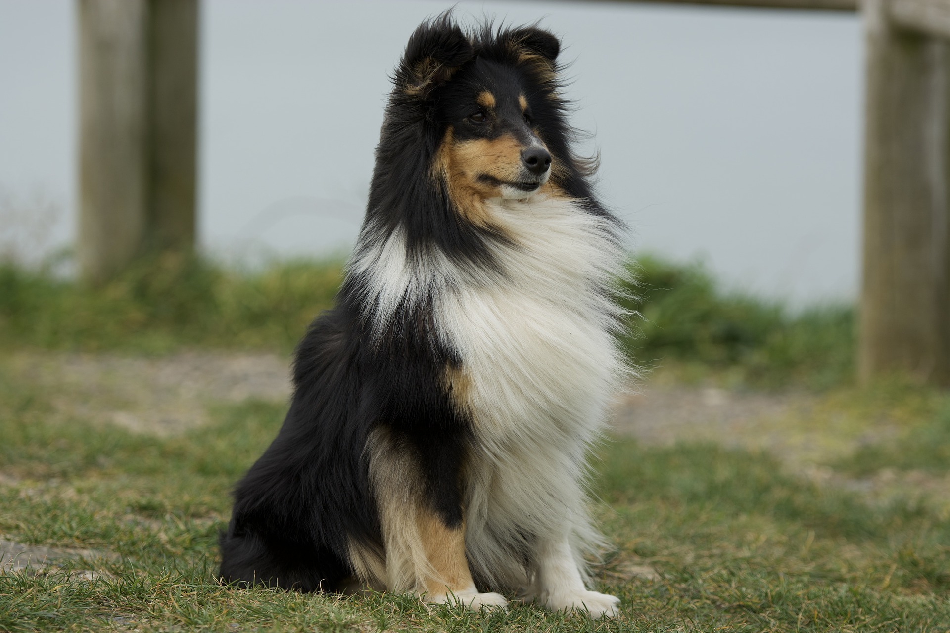 Pyrenean Shepherd