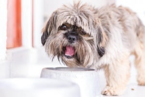 8 Best Puppy Foods for Shih Tzus in 2026 - Reviews & Top Picks