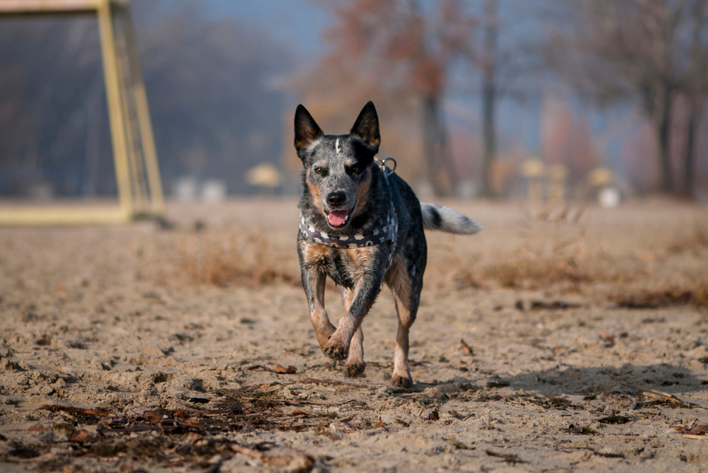 Australian Cattle Dog running
