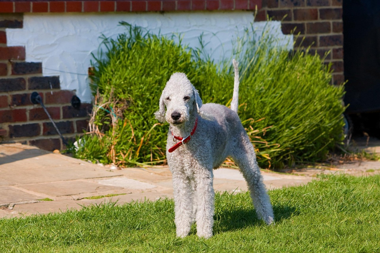 Bedlington Terrier standing on grass