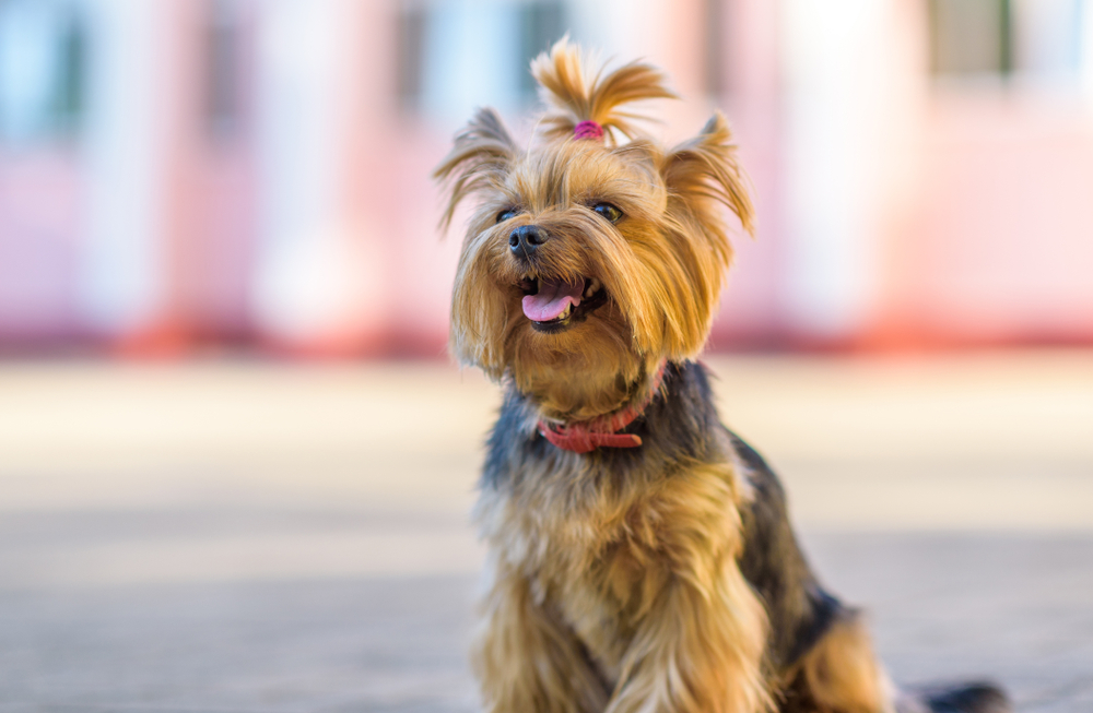Are Yorkies Hypoallergenic Dogs? Vet-Approved Allergy Sufferer’s Guide