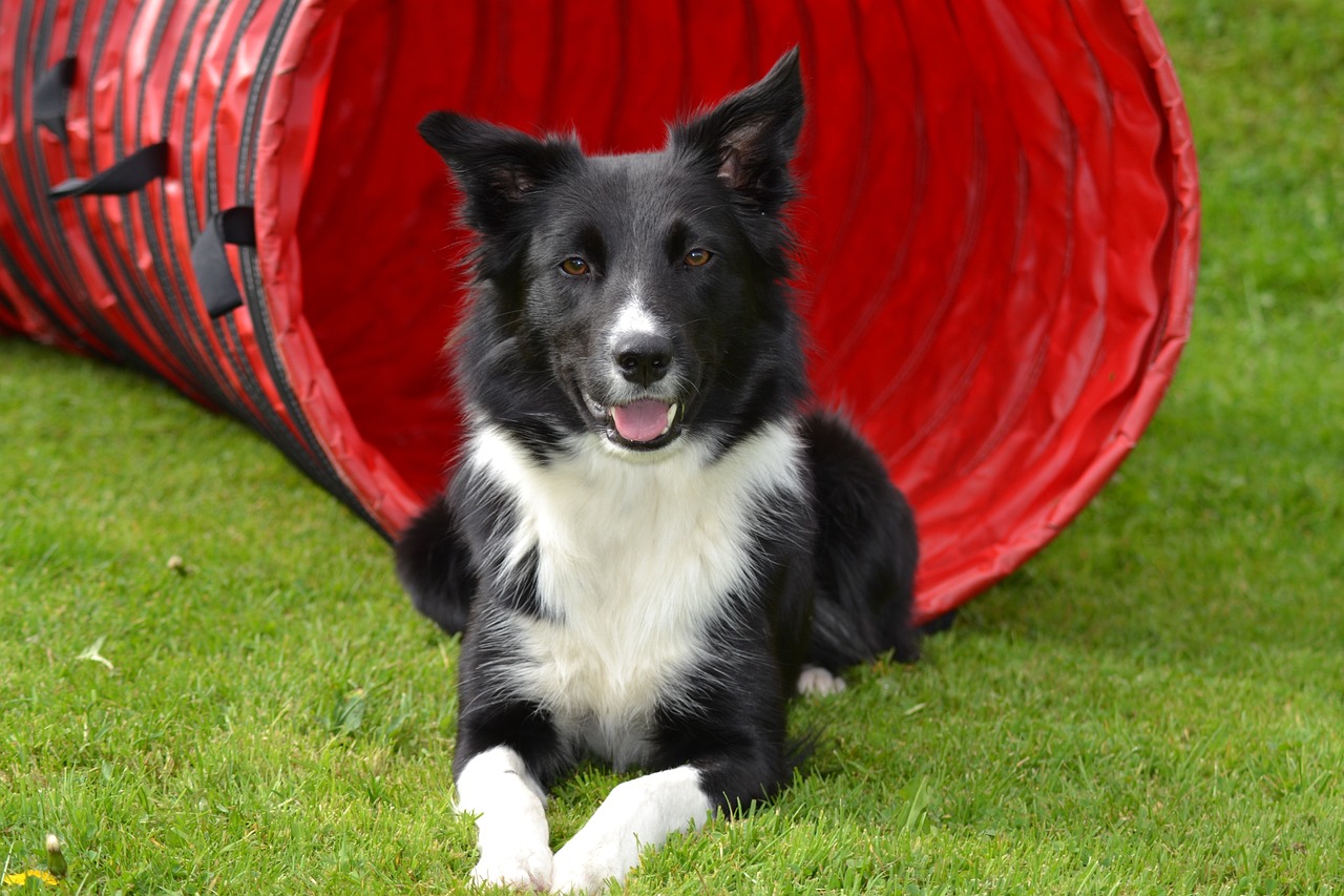 border collie training dog