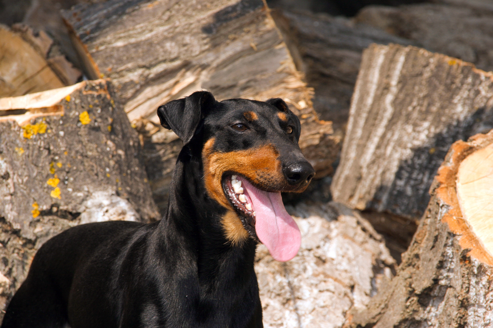 close up of a Manchester Terrier
