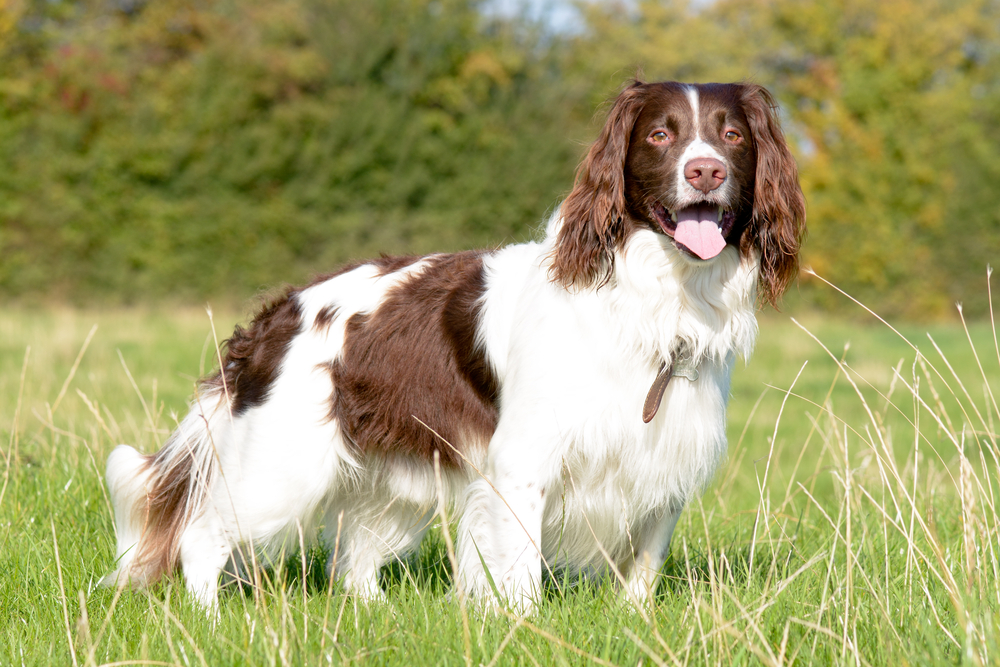 english springer spaniel dog standing on grass outdoors