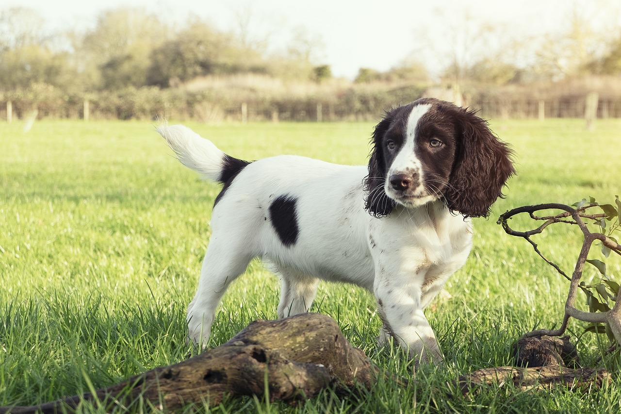 english springer spaniel puppy outdoors