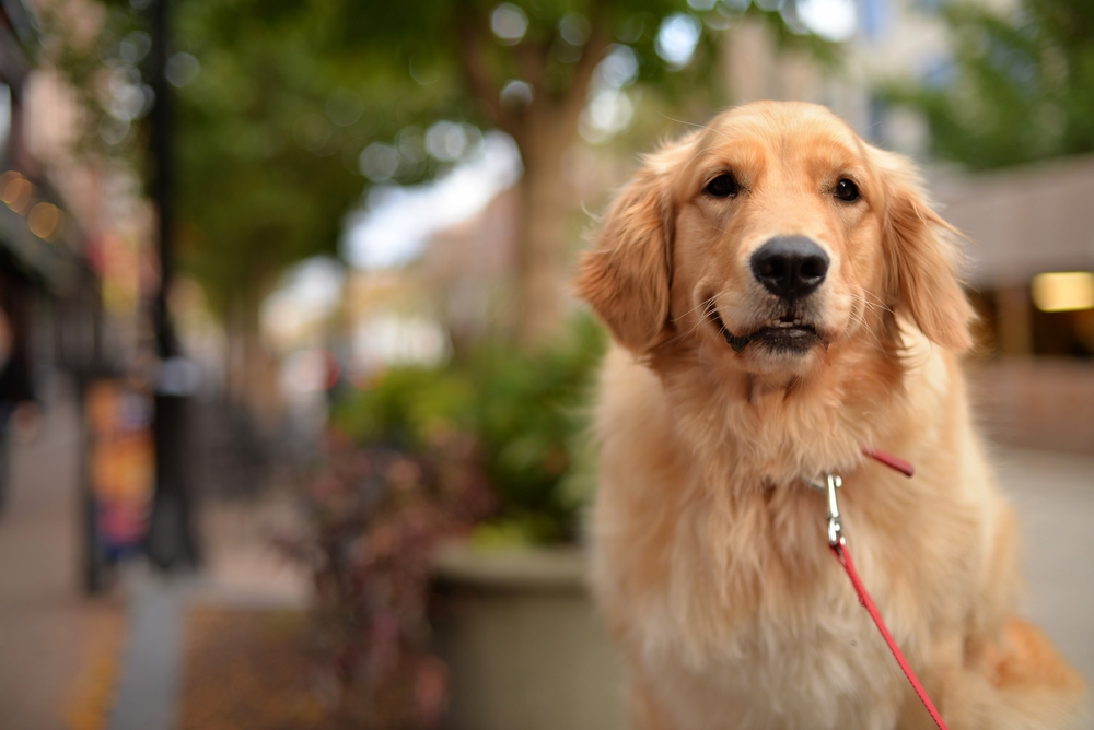 15 Scottish Dog Breeds (With Info & Pictures)
