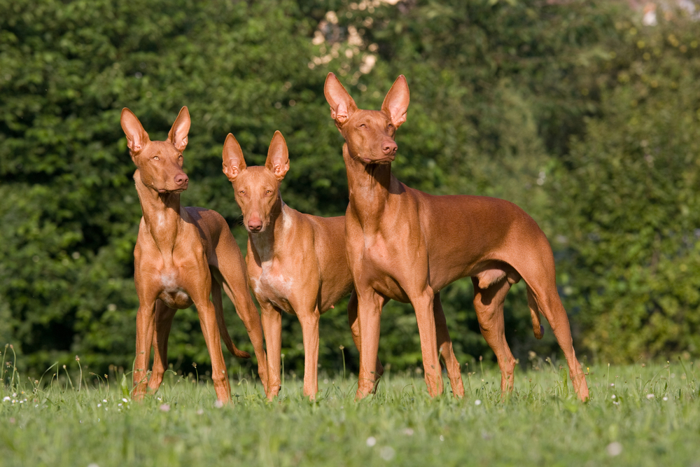 three Pharaoh Hound dogs