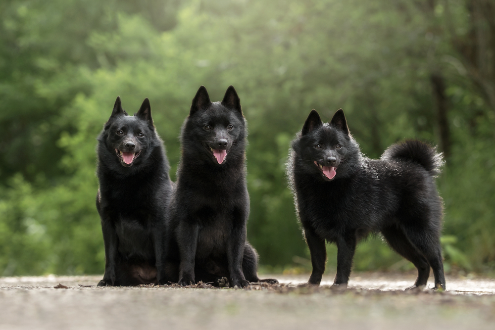 three Schipperke dogs outdoors