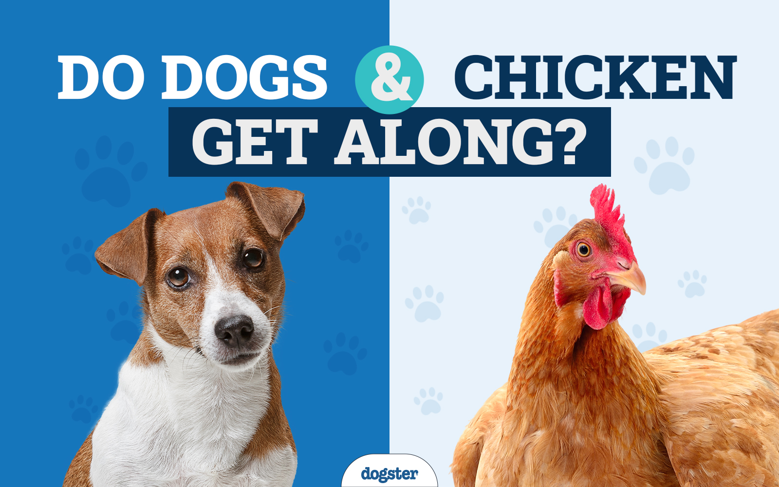 Keeping Dogs & Chickens Together: Vet-Approved Compatibility Guide & Tips