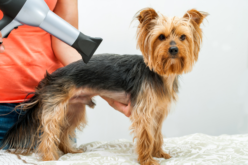 Groomer using hair dryer on yorkshire dog in salon
