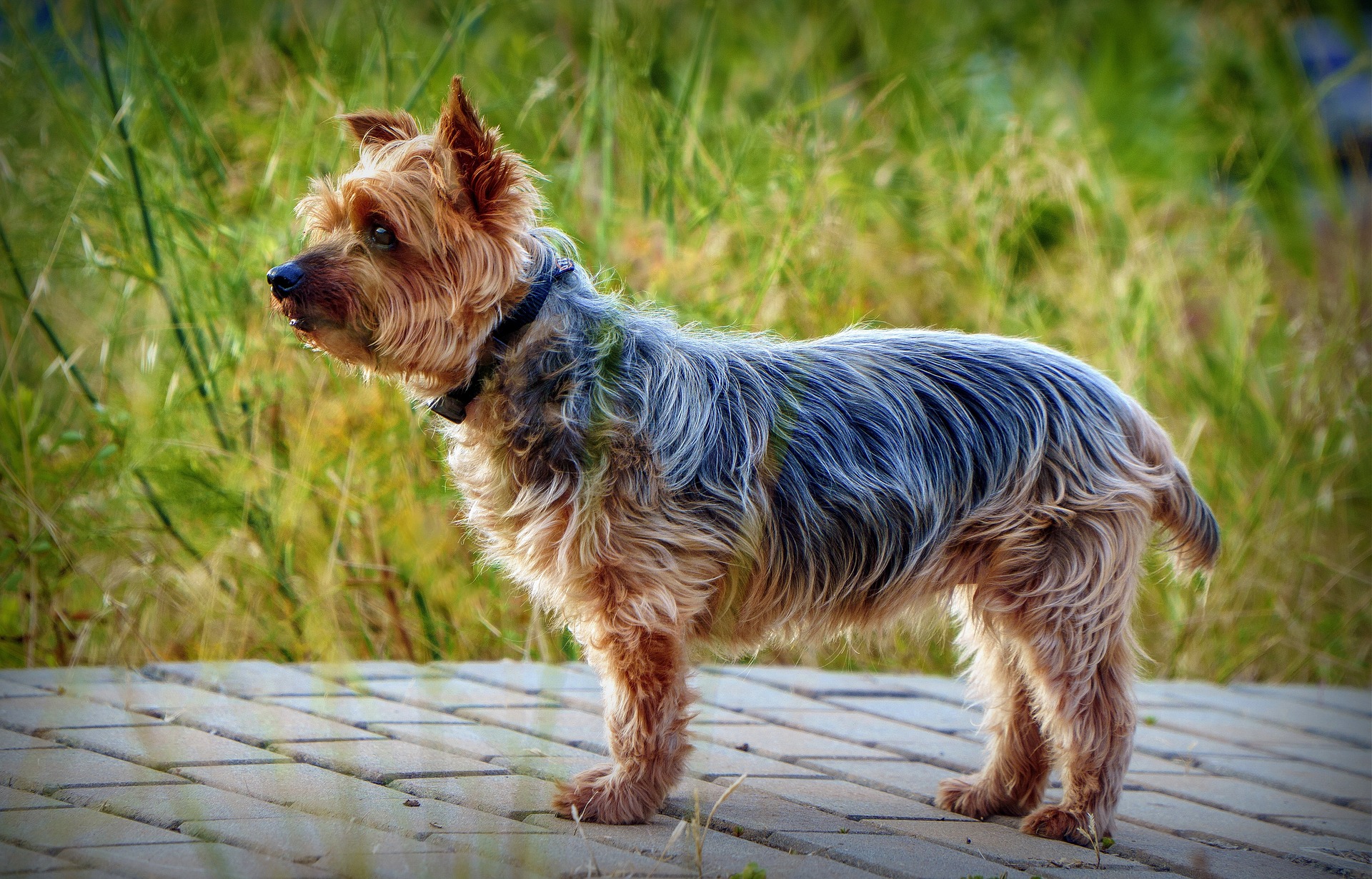 Yorkshire terrier standing on a deck outdoors