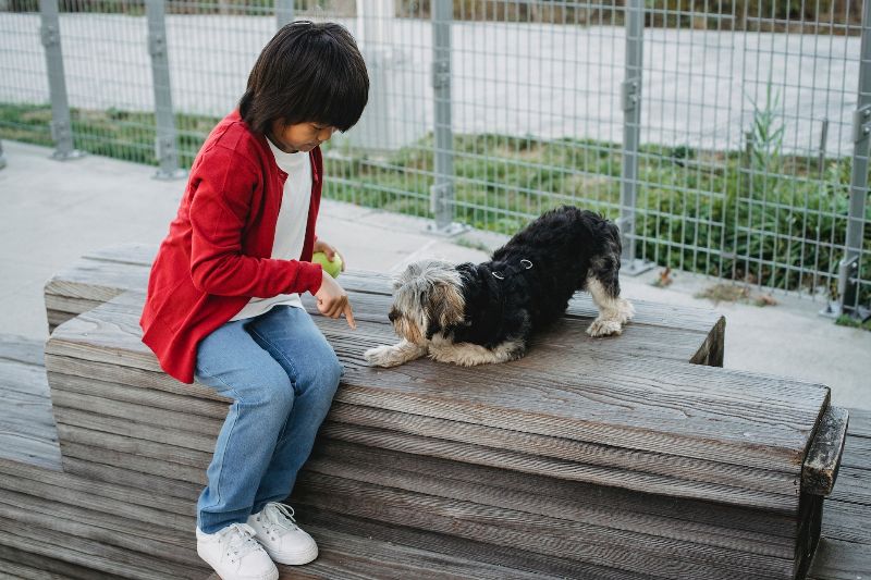 Dog Platform Training: Interesting Facts & Vet-Verified Tips