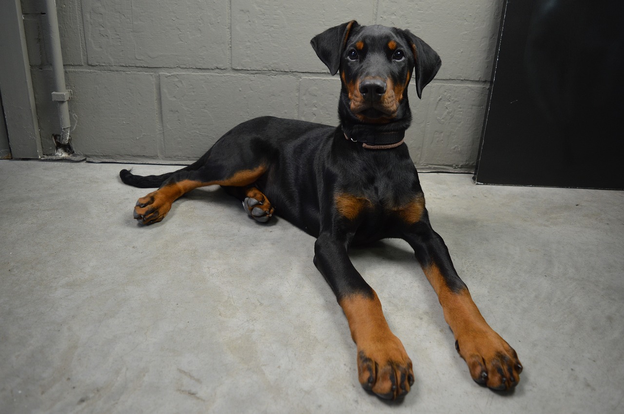 doberman dog sitting