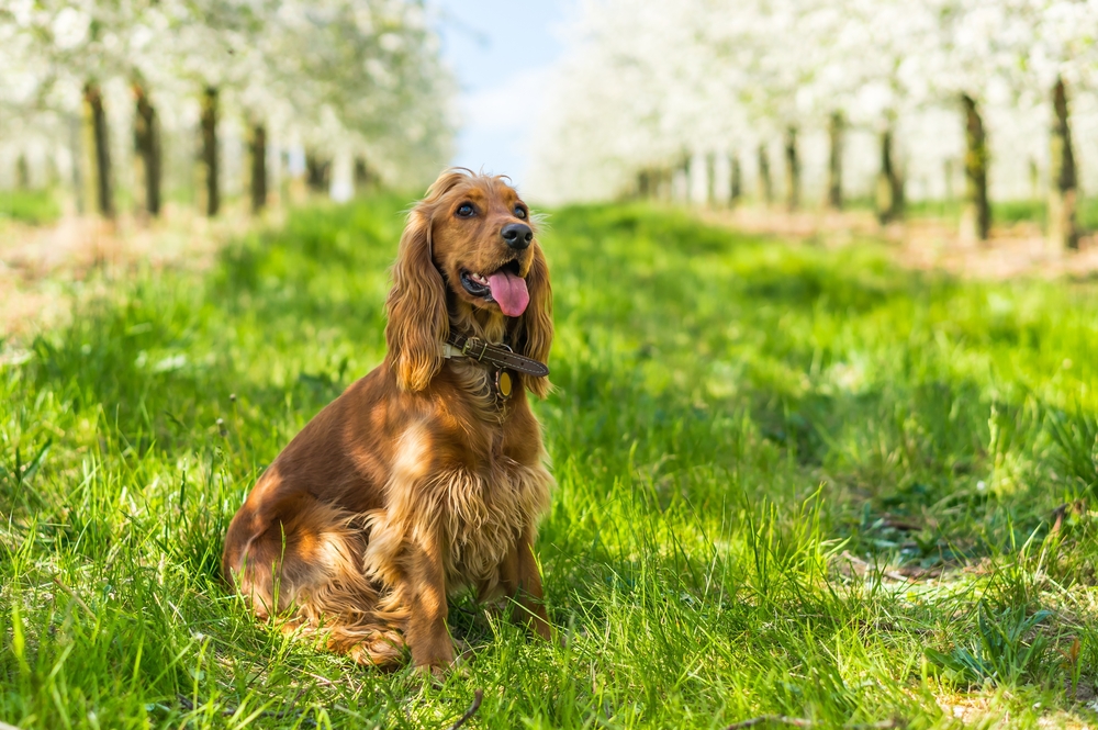 Cocker Spaniel Dog Breed: Info, Pictures, Facts & Traits
