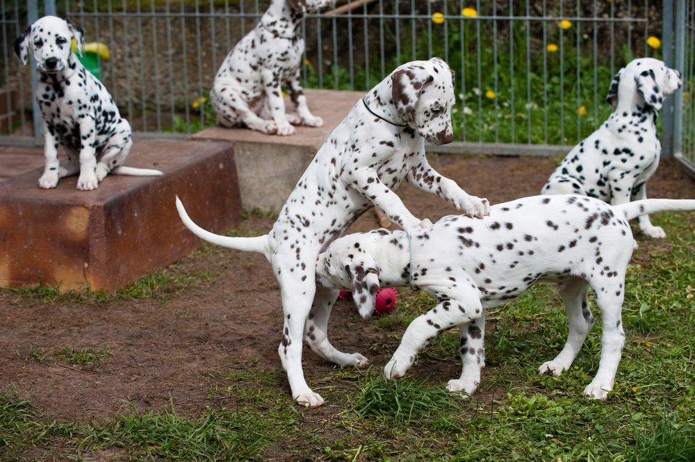 A group of Dalmatian puppies in the garden