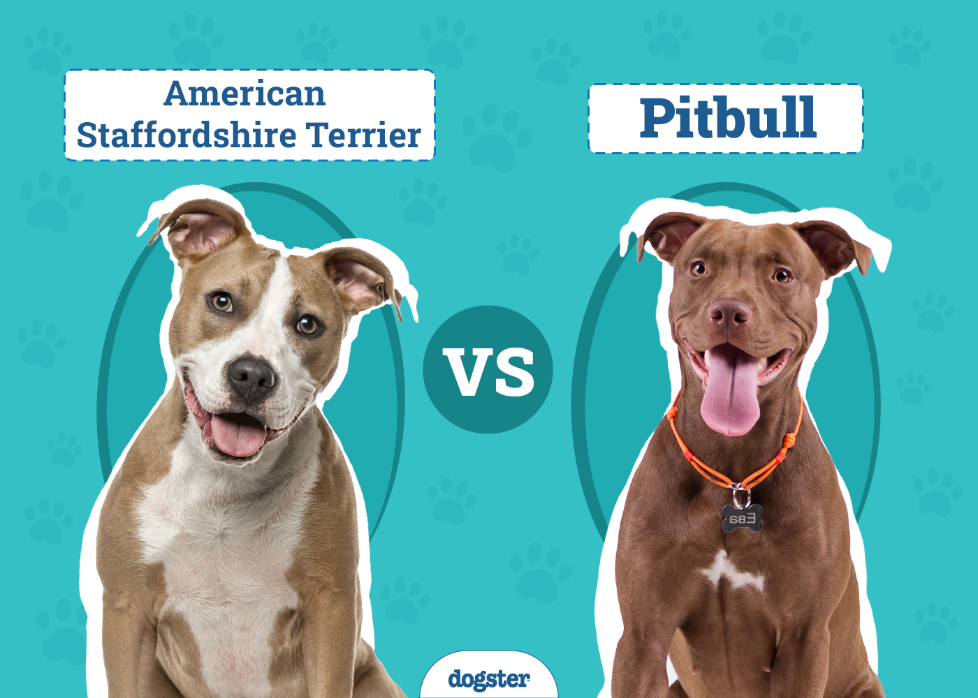 American Staffordshire Terrier vs Pit Bull: The Differences (With Pictures)